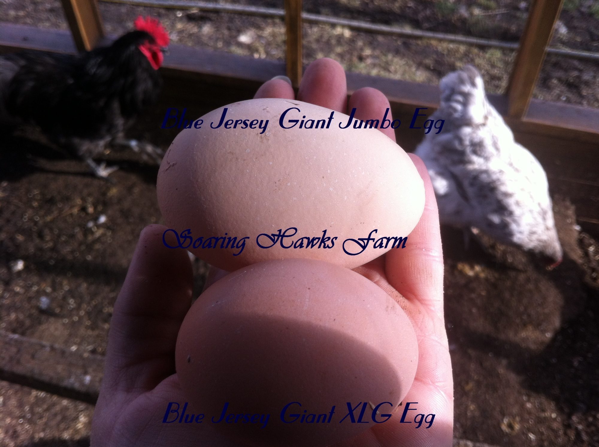 Giant Chicken Egg 