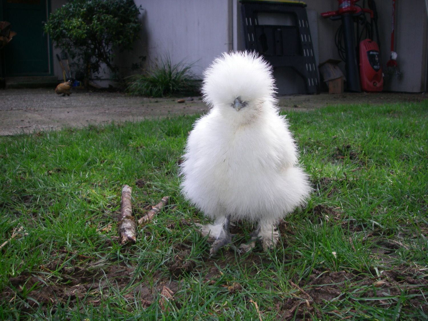 Puff Heads! Ends March 31st | BackYard Chickens - Learn How to Raise  Chickens
