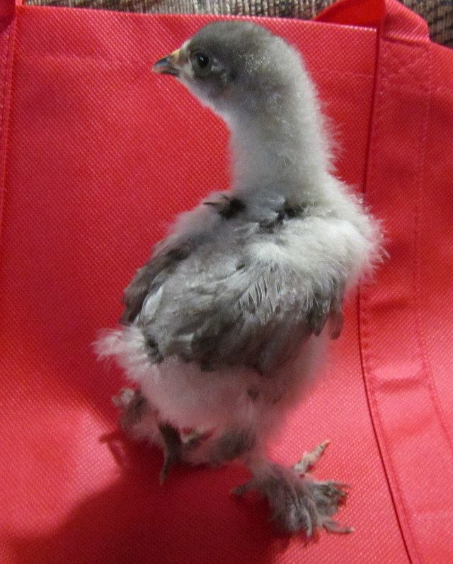 Brahma Chicken Love Child! #brahma #lavender #mottled #lovechild