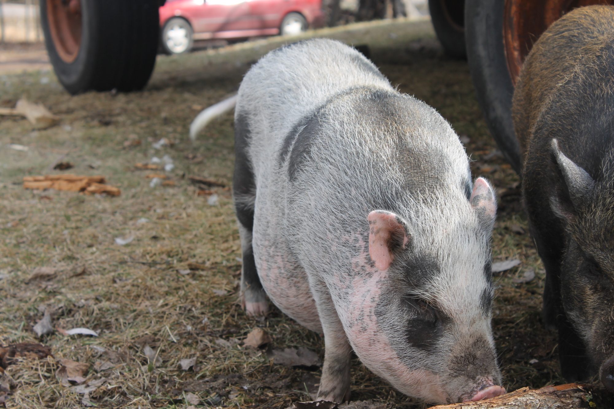 3 month old store pot belly pig