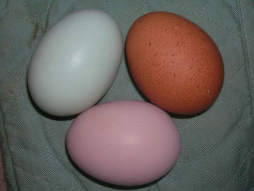 My Light Brahma lays a very pink egg | BackYard Chickens - Learn How to  Raise Chickens