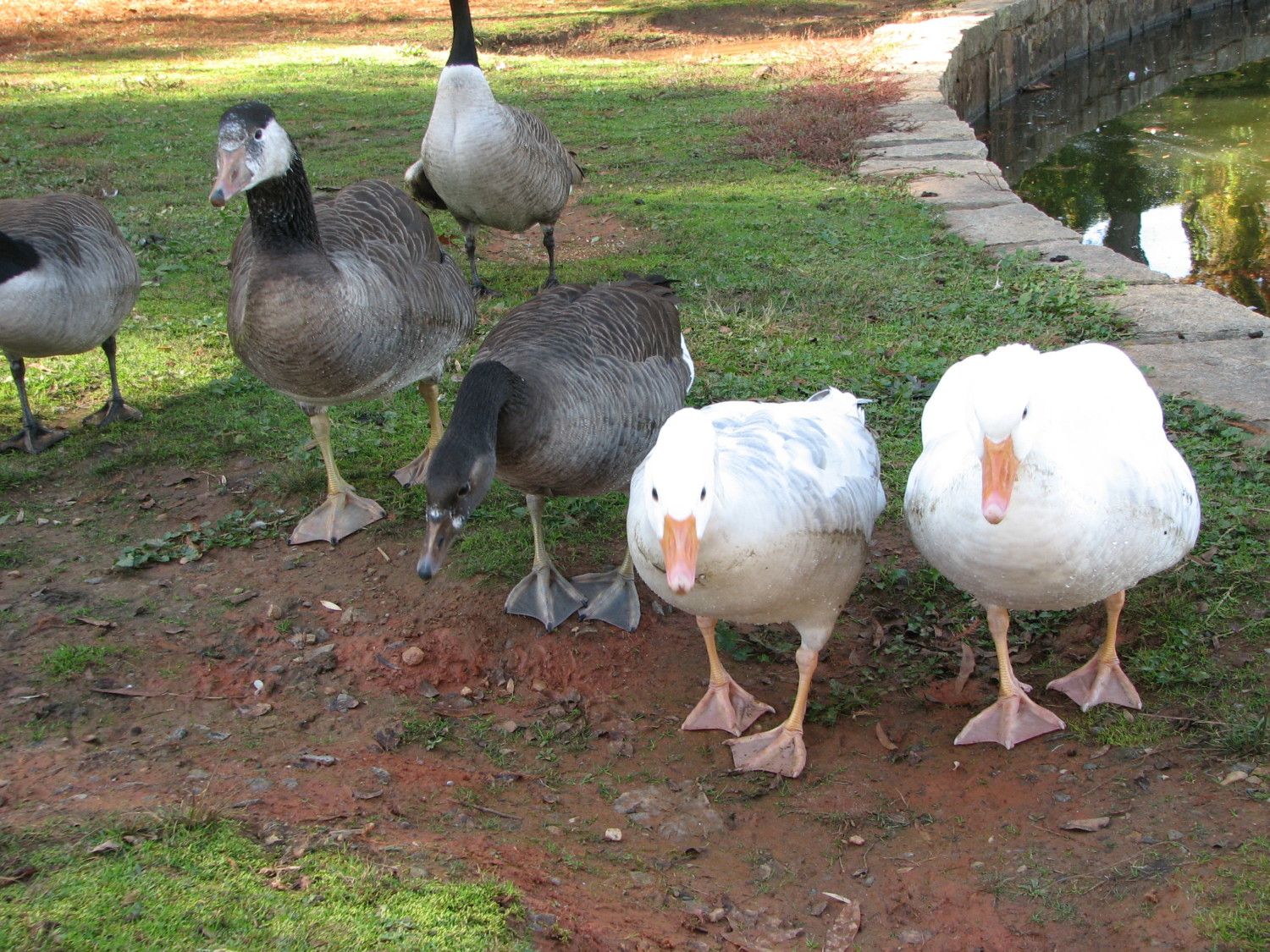 Just for fun - Hybrid geese! | BackYard Chickens - Learn How to Raise  Chickens