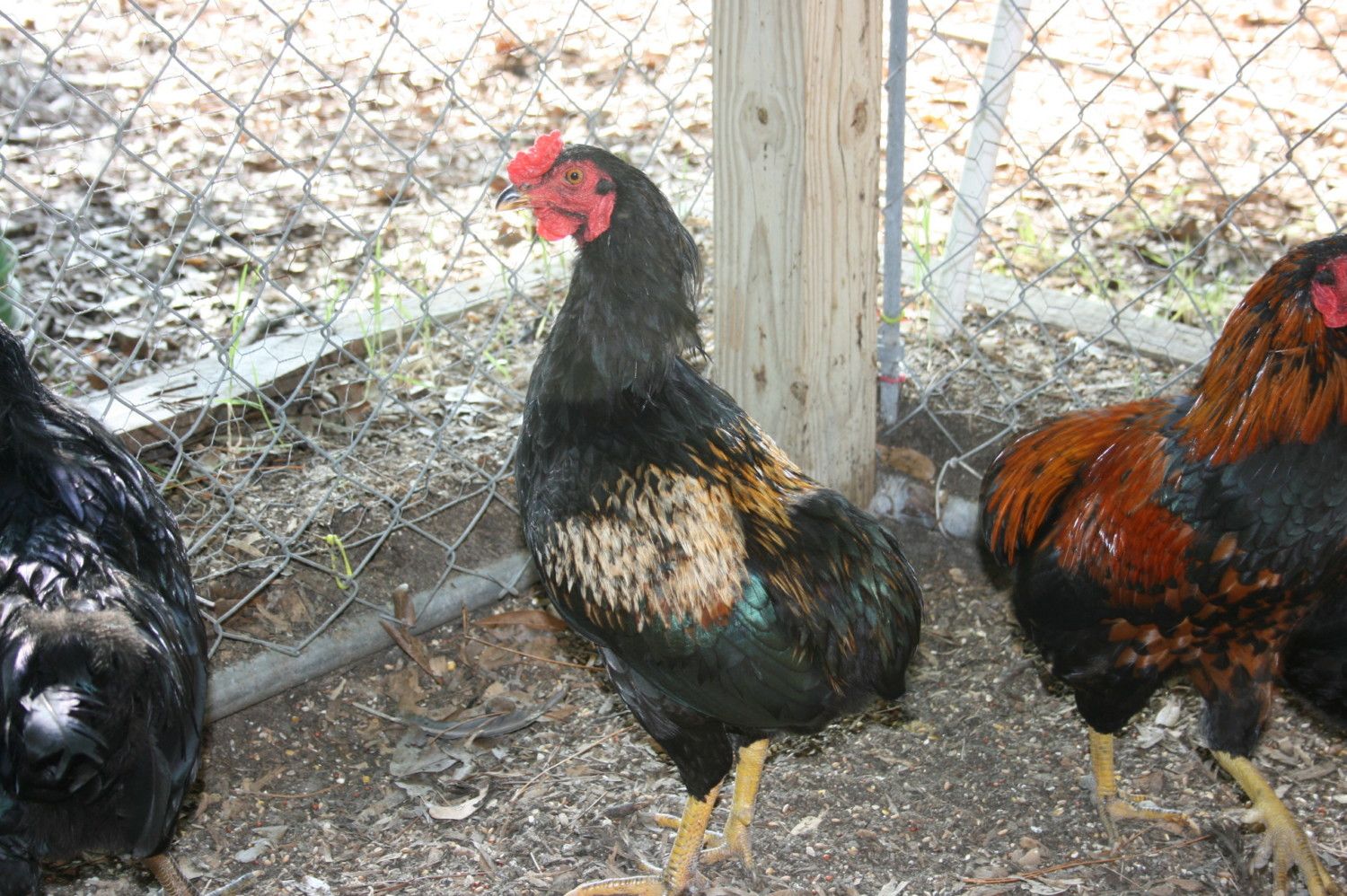 Araucana Mix??? | BackYard Chickens - Learn How to Raise Chickens