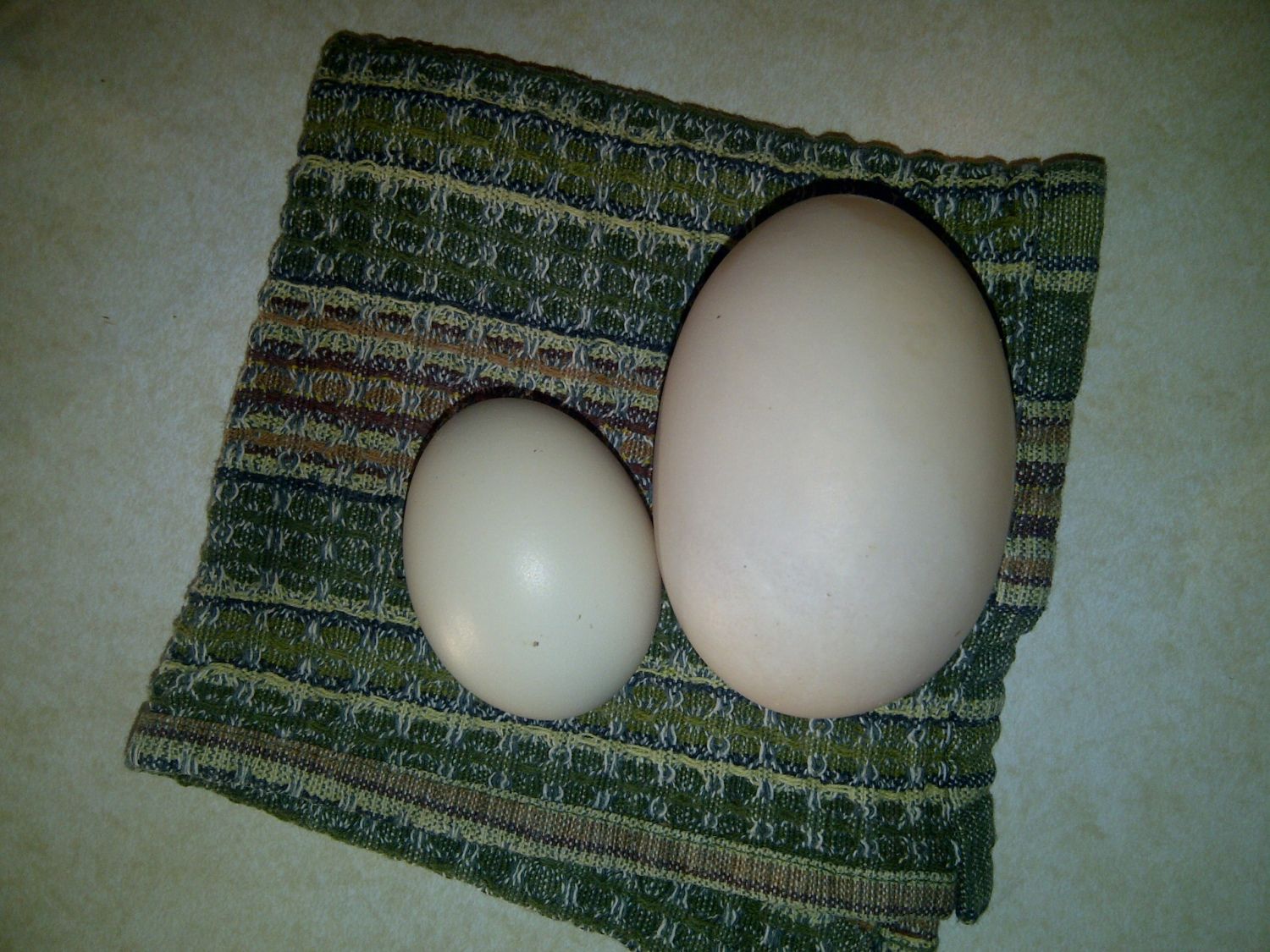Complained that Jersey Giant eggs were too small. No more