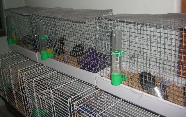 button quail cages