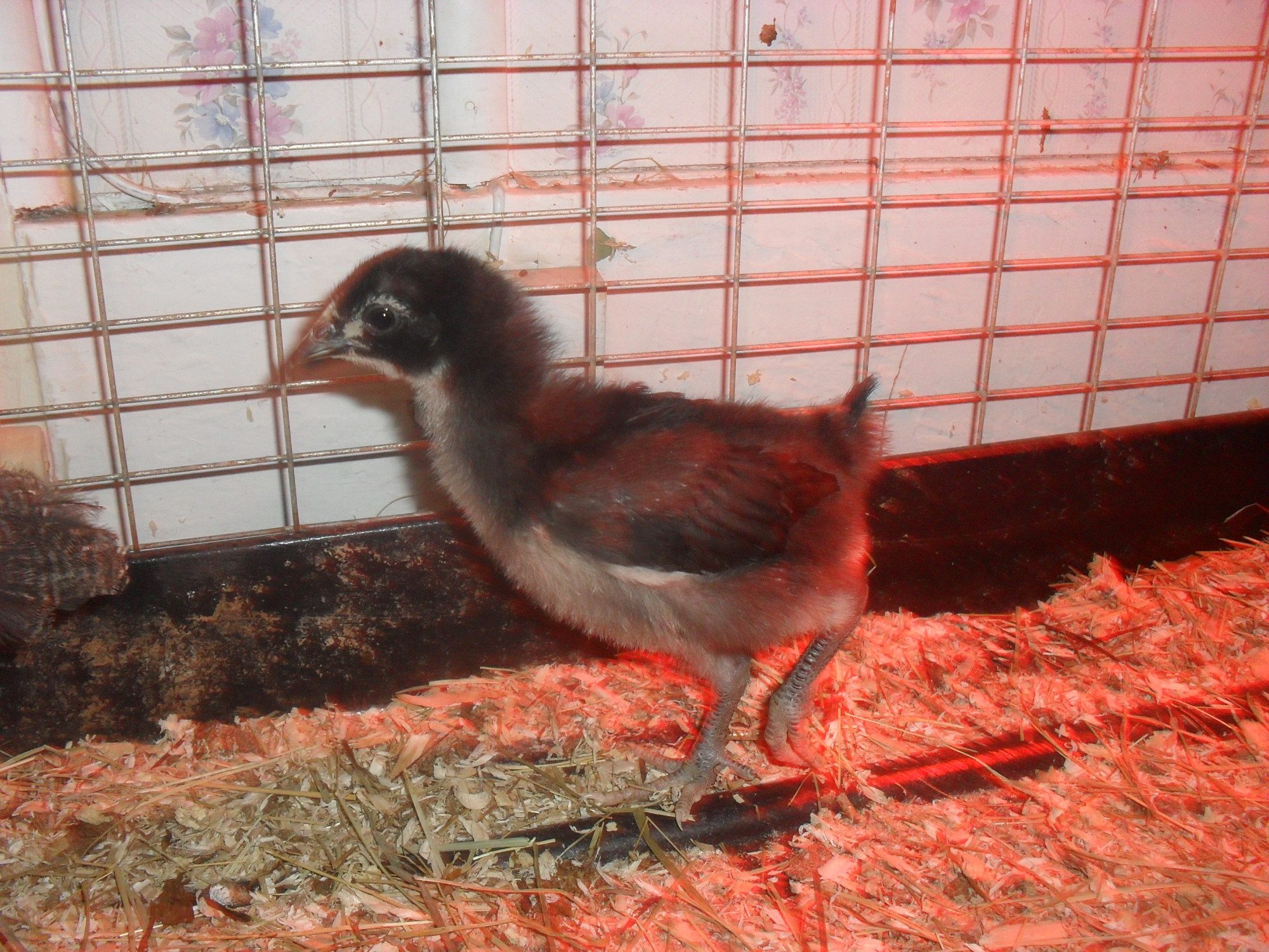 jersey giant pullet