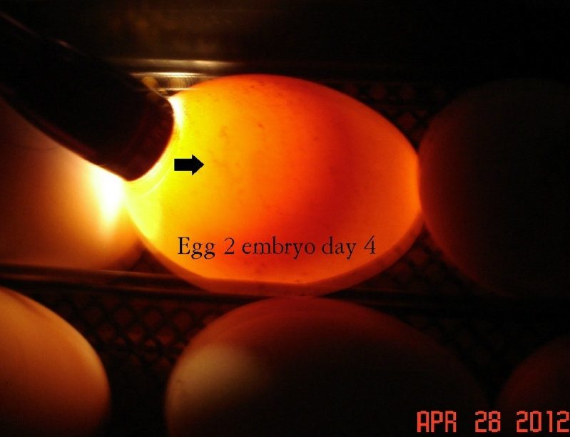 picture journey of my goose egg incubation AWESOME! ALL PICS IN FIRST POST!  Easy to see! | BackYard Chickens - Learn How to Raise Chickens