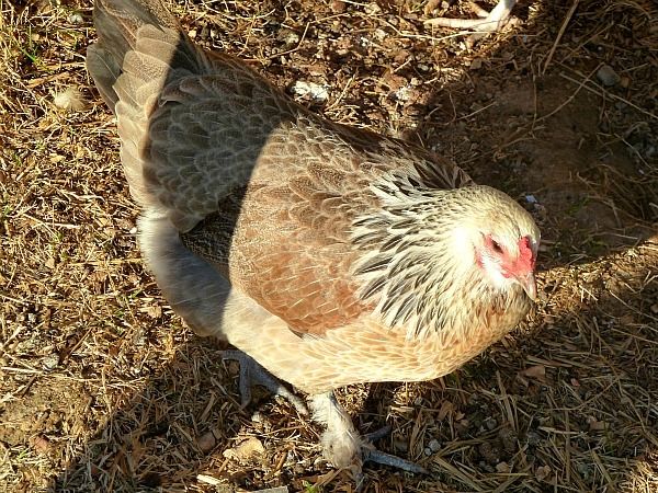 Ameraucana / Cochin bantam mix | BackYard Chickens - Learn How to Raise ...