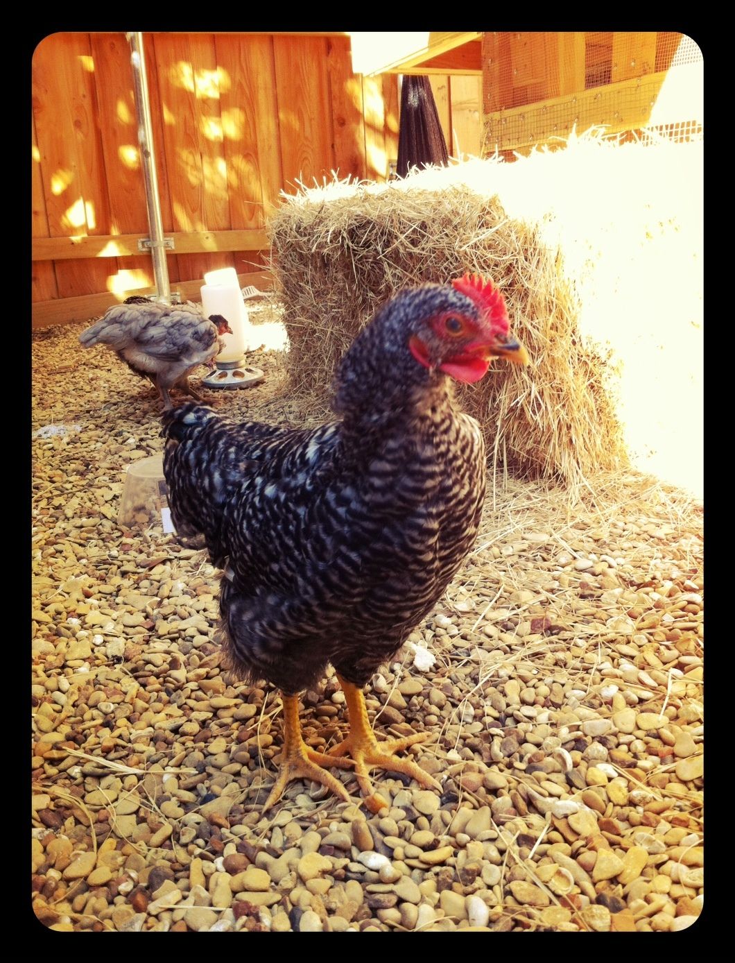 BARRED ROCK :: ROOSTER OR HEN? HELP! | BackYard Chickens - Learn How to ...