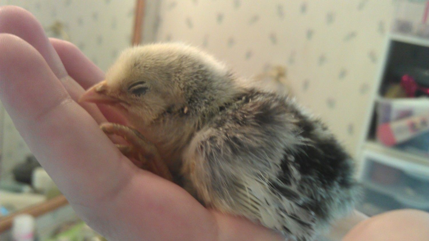 Extremely sick chick, syringe feeding-- how much and how often? | BackYard  Chickens - Learn How to Raise Chickens