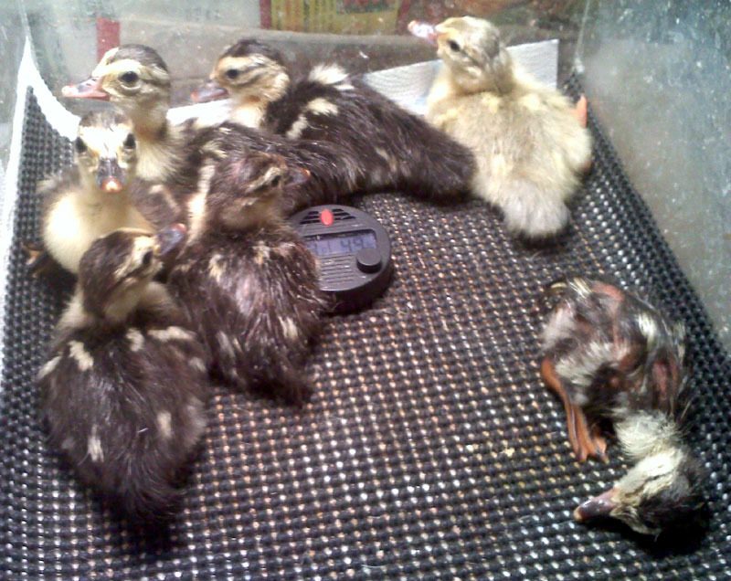 Muscovy duck egg hatching time