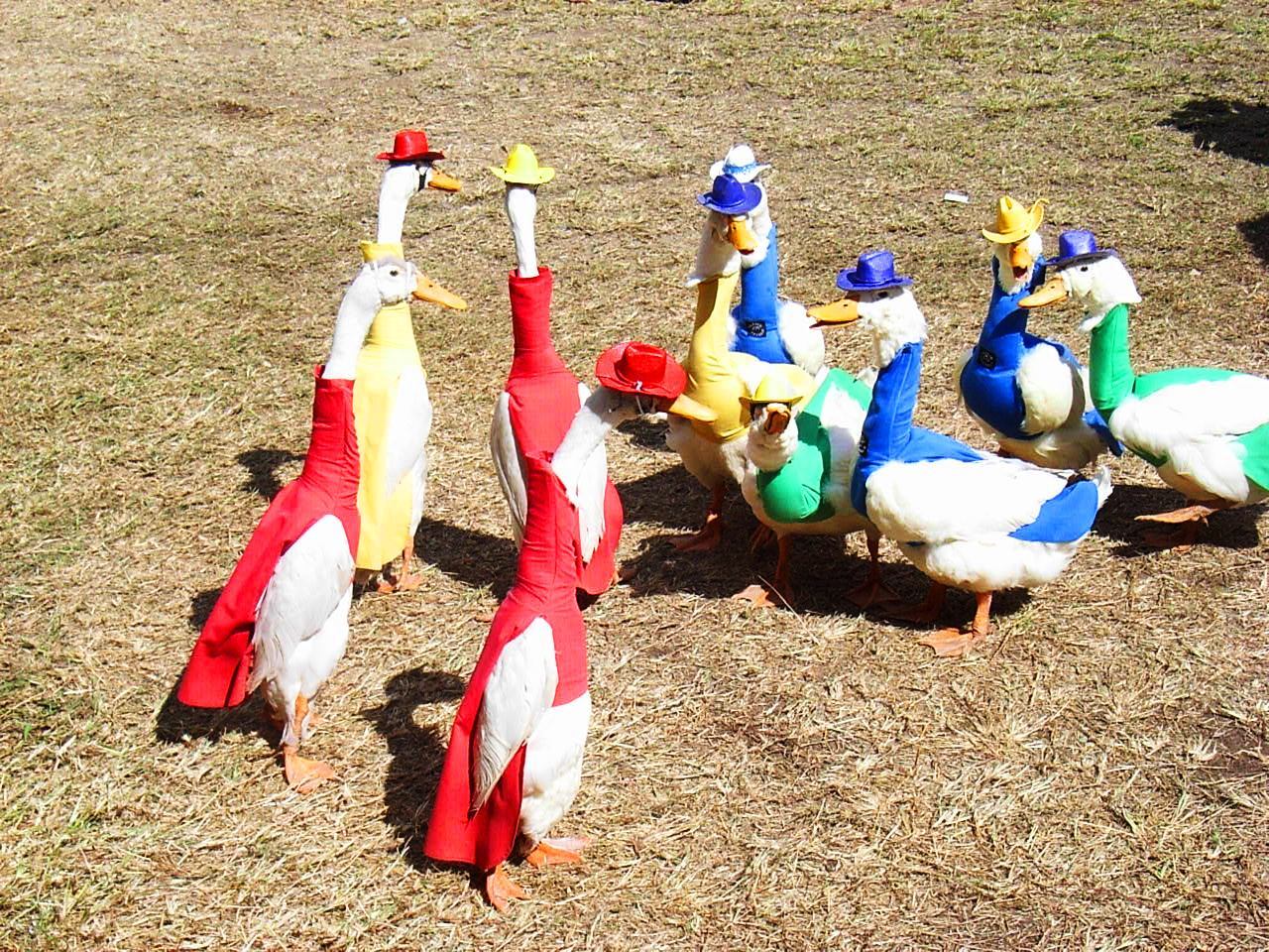 Duck outfits/costumes?? | BackYard Chickens - Learn How to Raise Chickens