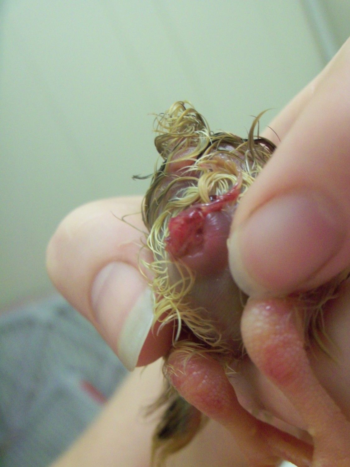 Something wrong with newborn chick's "umbilical cord"? *pic* | BackYard  Chickens - Learn How to Raise Chickens