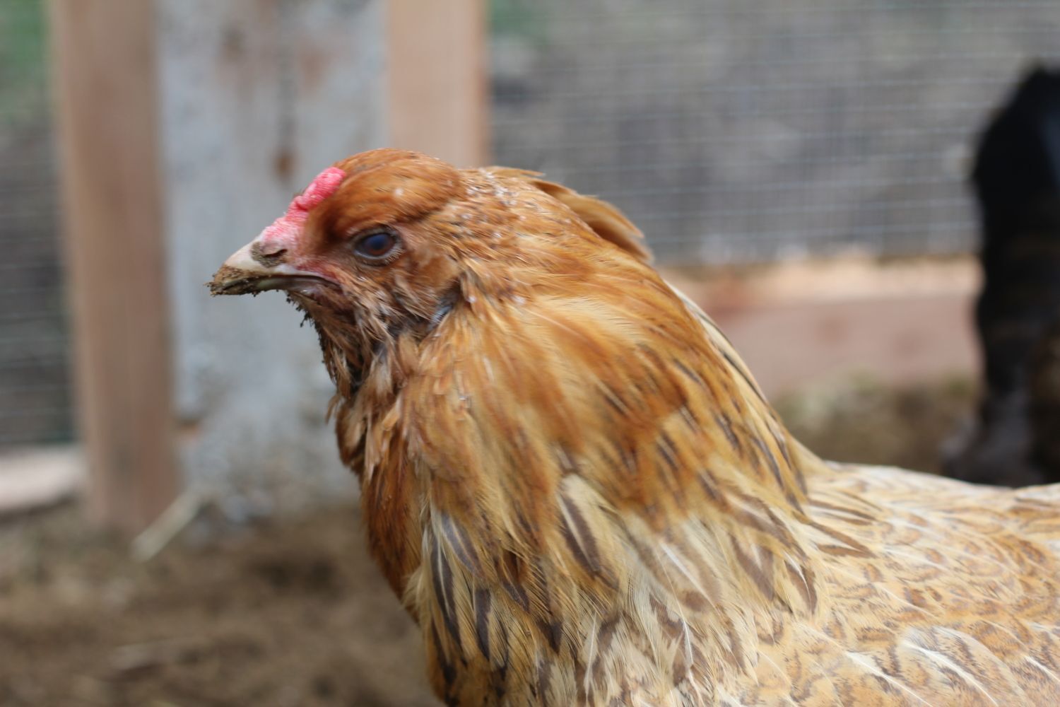 cinnamon blue cochin chicken