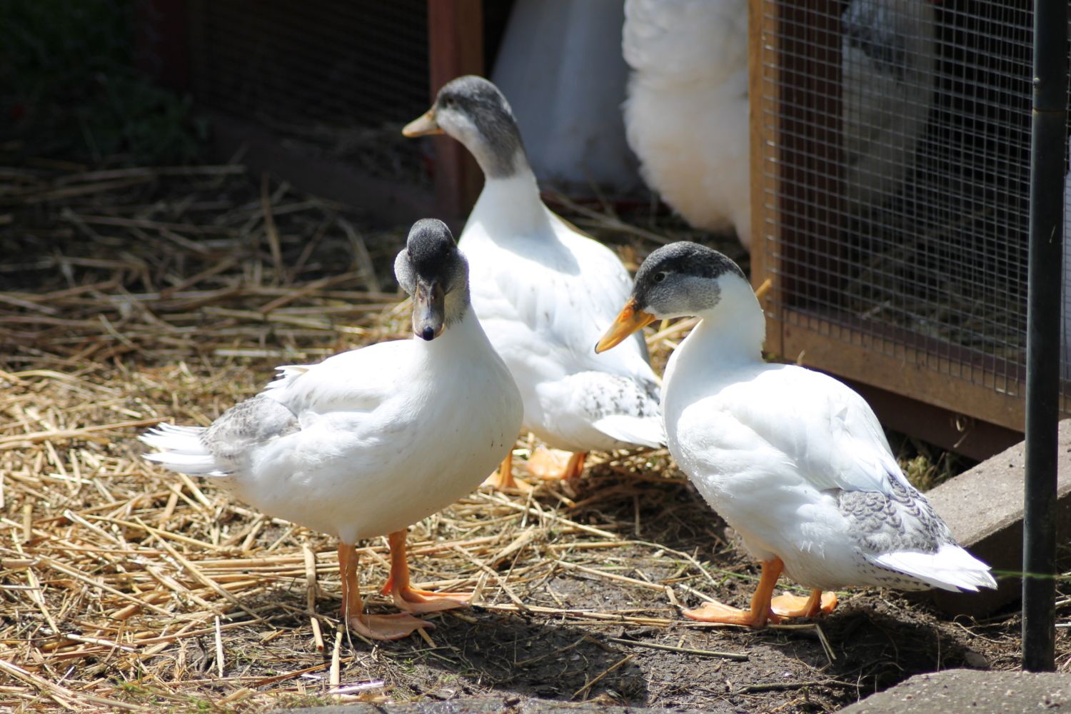 welsh harlequin ducks . male/female??? | BackYard Chickens - Learn How to  Raise Chickens