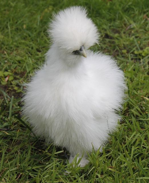 Sexing your Silkies (PICTURES AND TIPS - Updated July-5-12) | BackYard  Chickens - Learn How to Raise Chickens