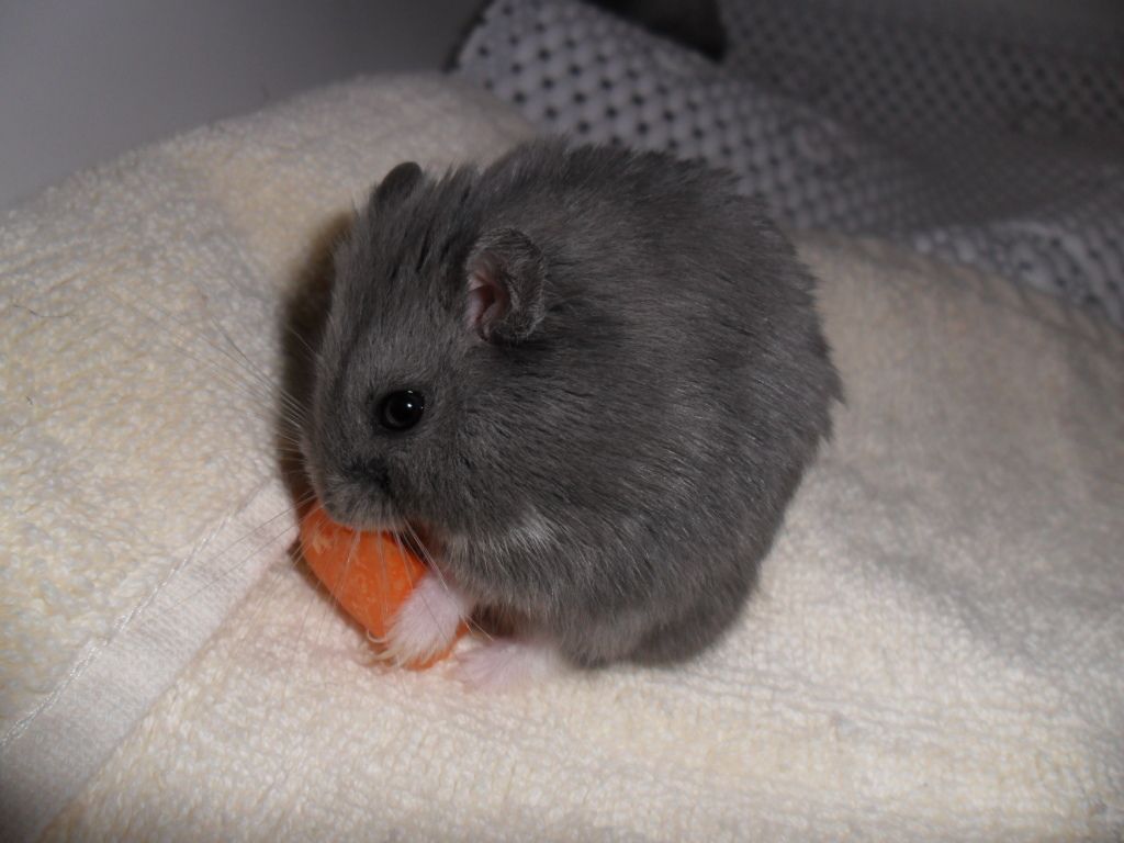 Blueberry dwarf hamster for 2024 sale