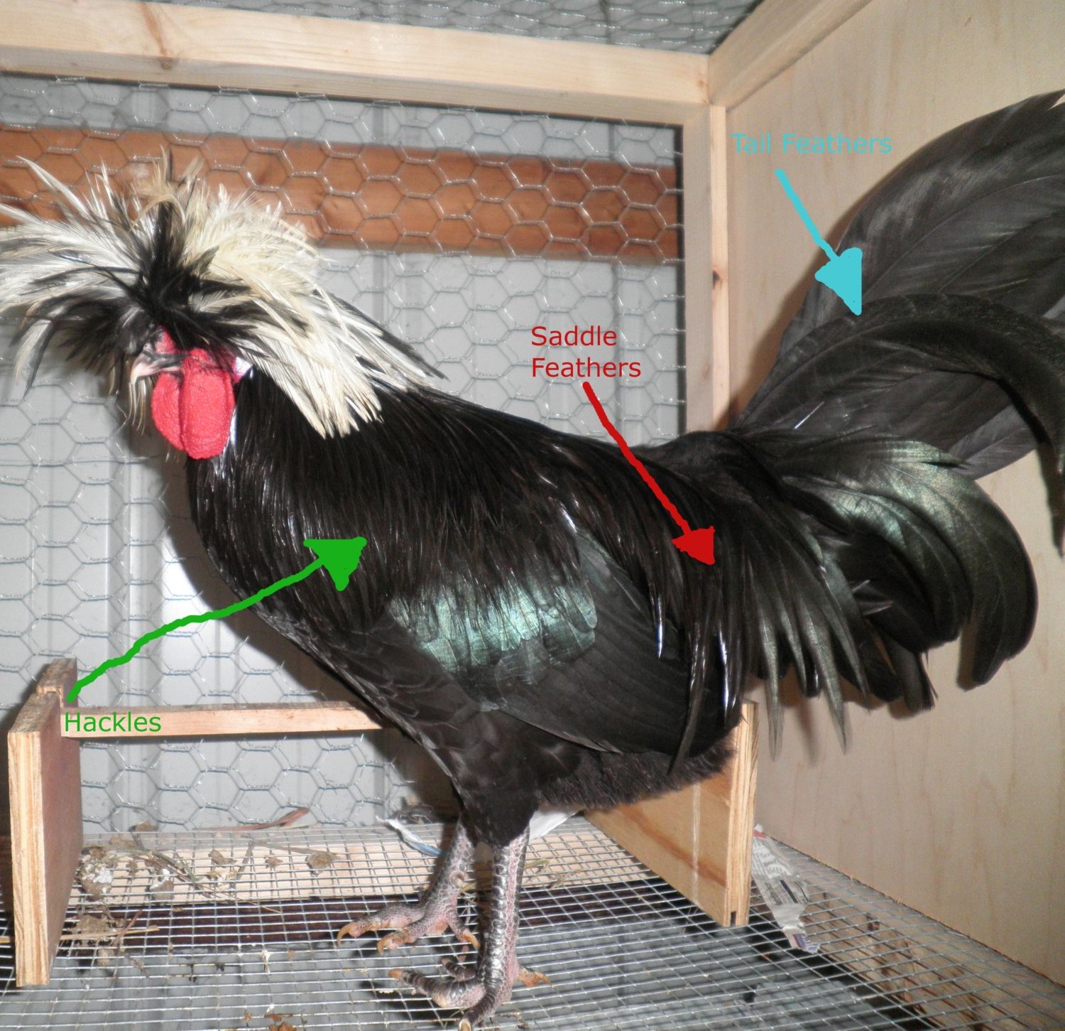 What are the so called "rooster feathers" that come in when the chick gets  older? | BackYard Chickens - Learn How to Raise Chickens