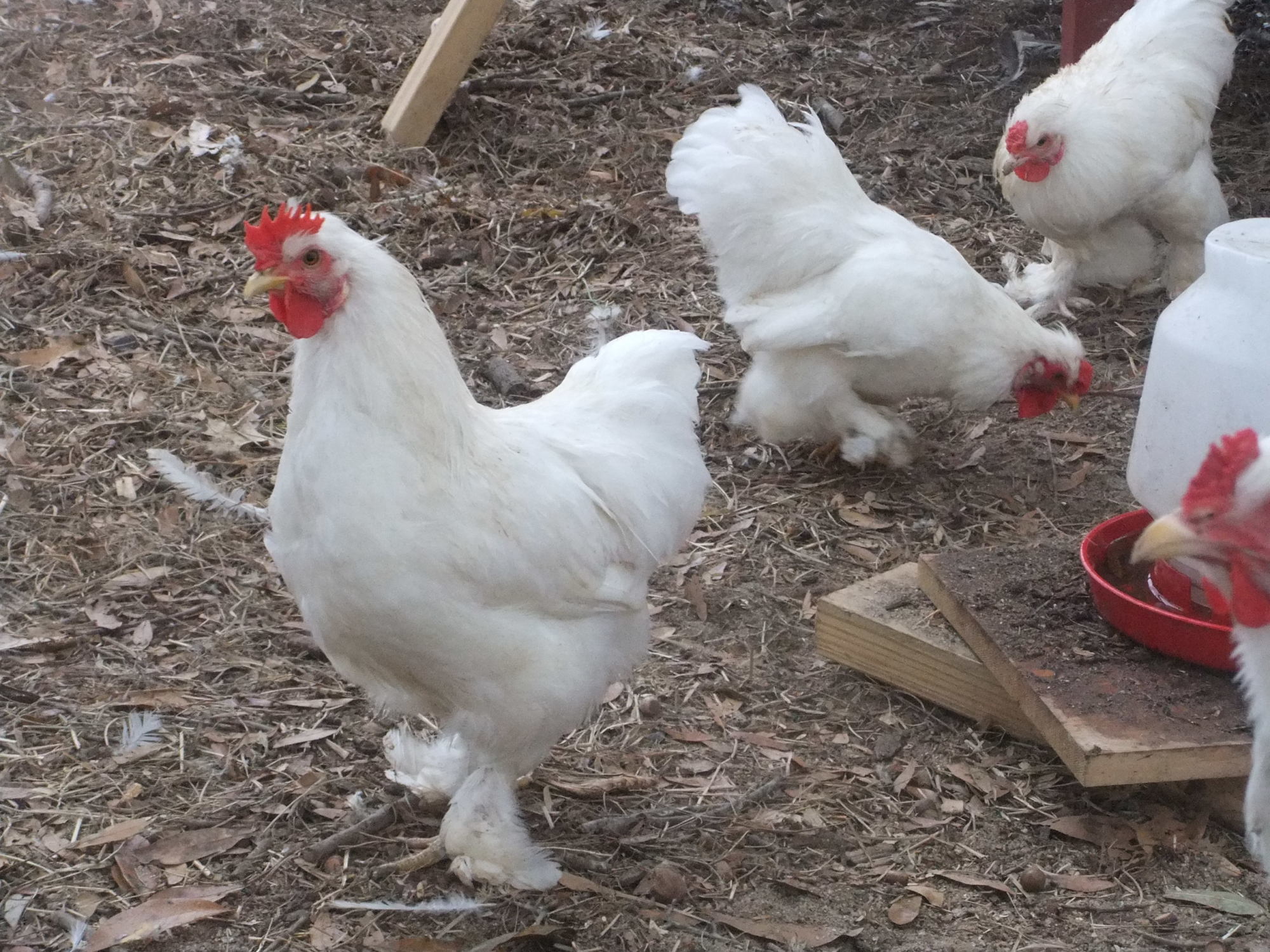 White Bantam Langshan HEN!