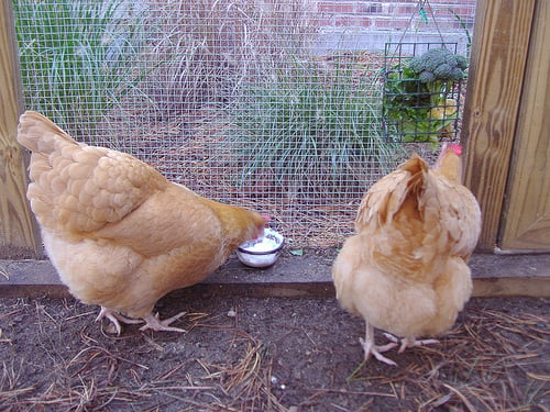 chickens eating yogurt
