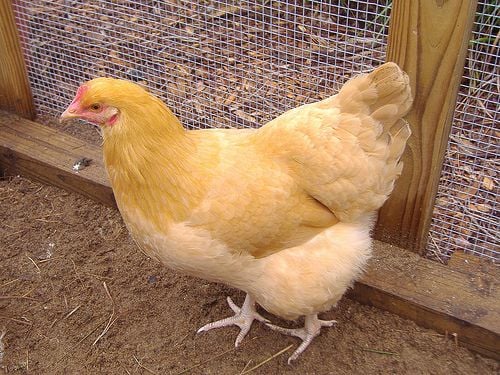 Buff Orpingtons Chicken Breed Information Pictures | BackYard Chickens -  Learn How to Raise Chickens