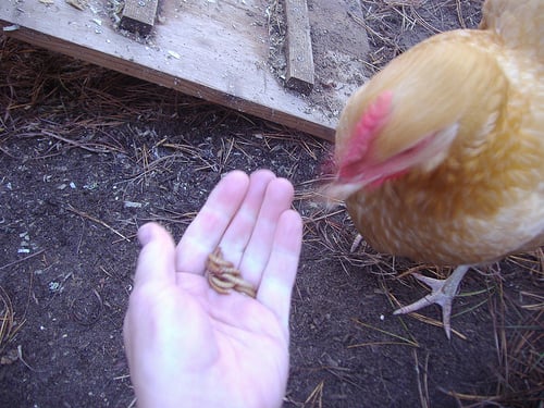 Chicken eating mealworms