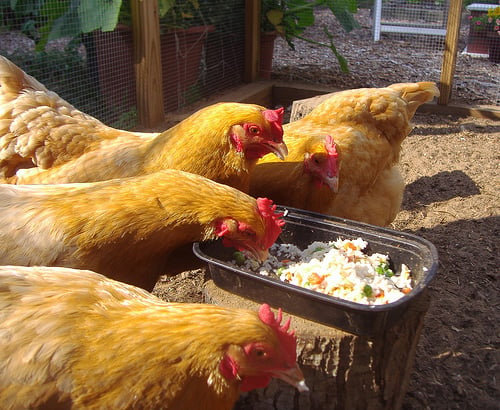 chickens eating leftover rice and veggies