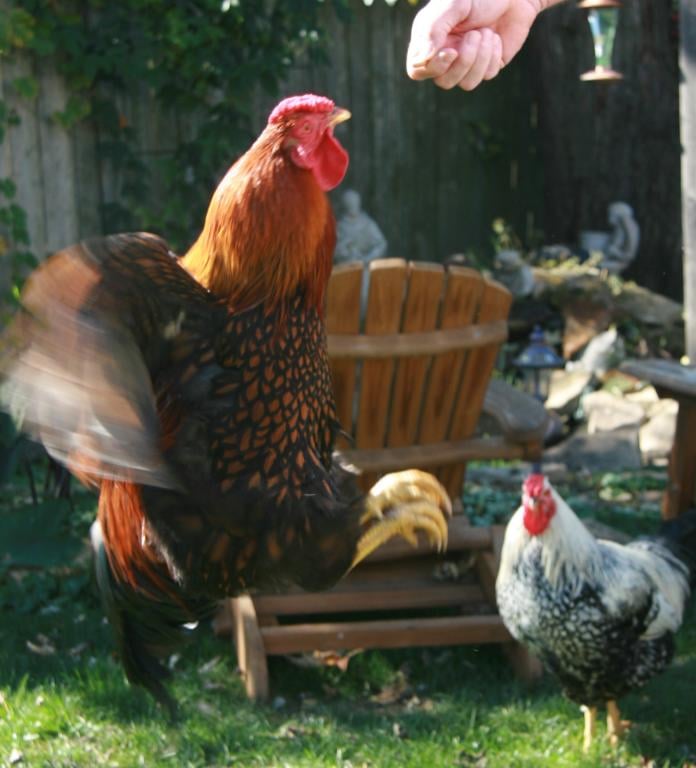 The Best Treats for Backyard Chickens