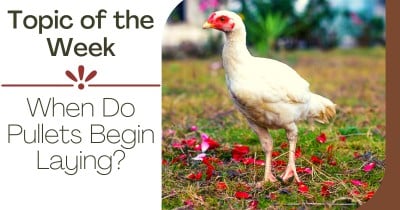 Topic of the Week: When Do Pullets Begin Laying?