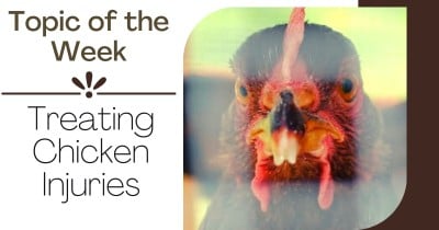 Topic of the Week: Treating Chicken Injuries