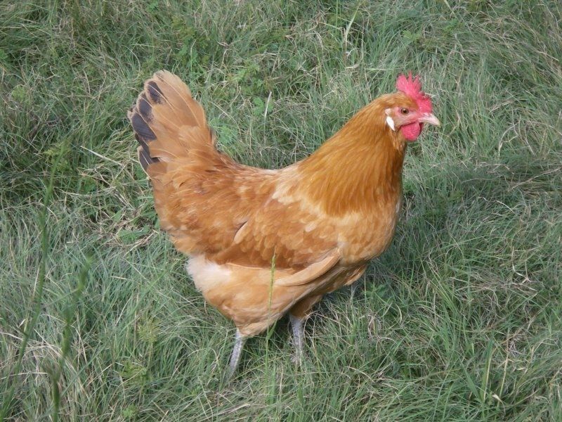 Catalana | BackYard Chickens - Learn How to Raise Chickens