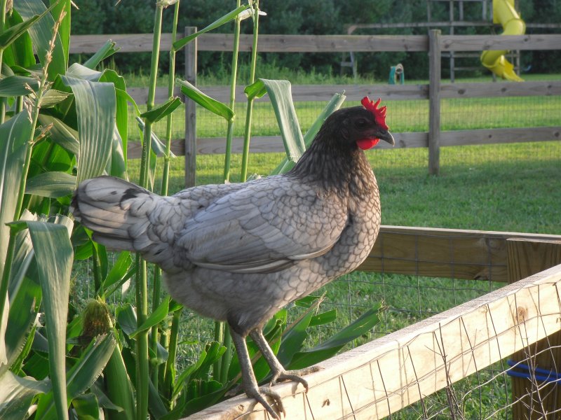 Delaware Blue Hen  BackYard Chickens - Learn How to Raise Chickens