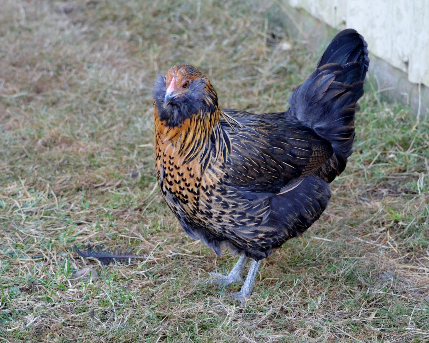 easter egger chickens