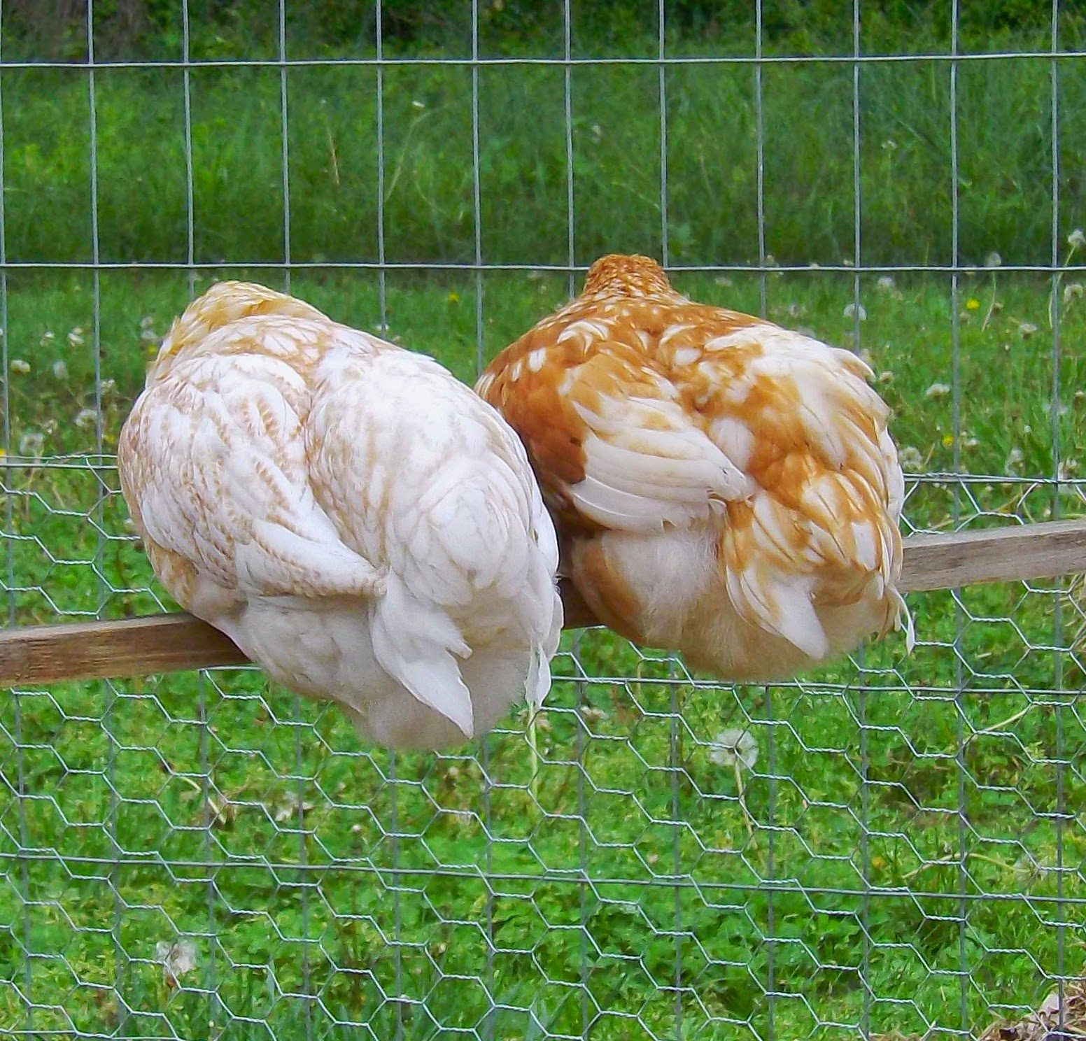 Golden Sexlink Chickens 