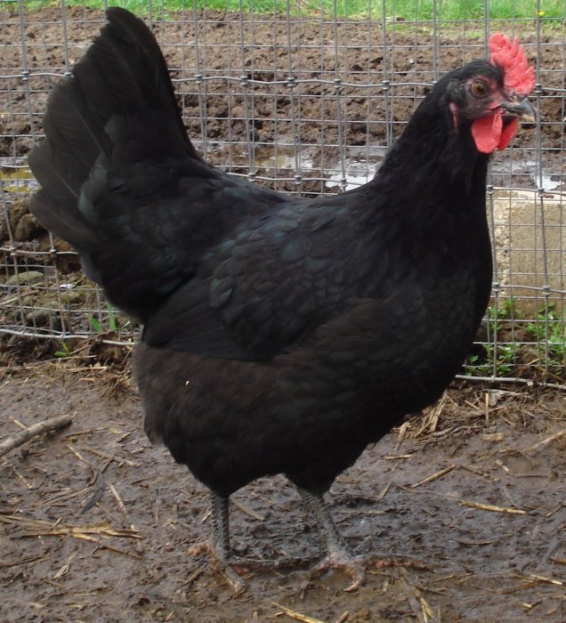 jersey giant rooster size