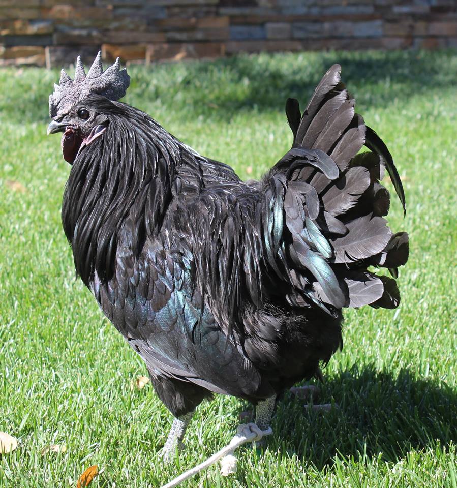 Svart Hona | BackYard Chickens - Learn How to Raise Chickens